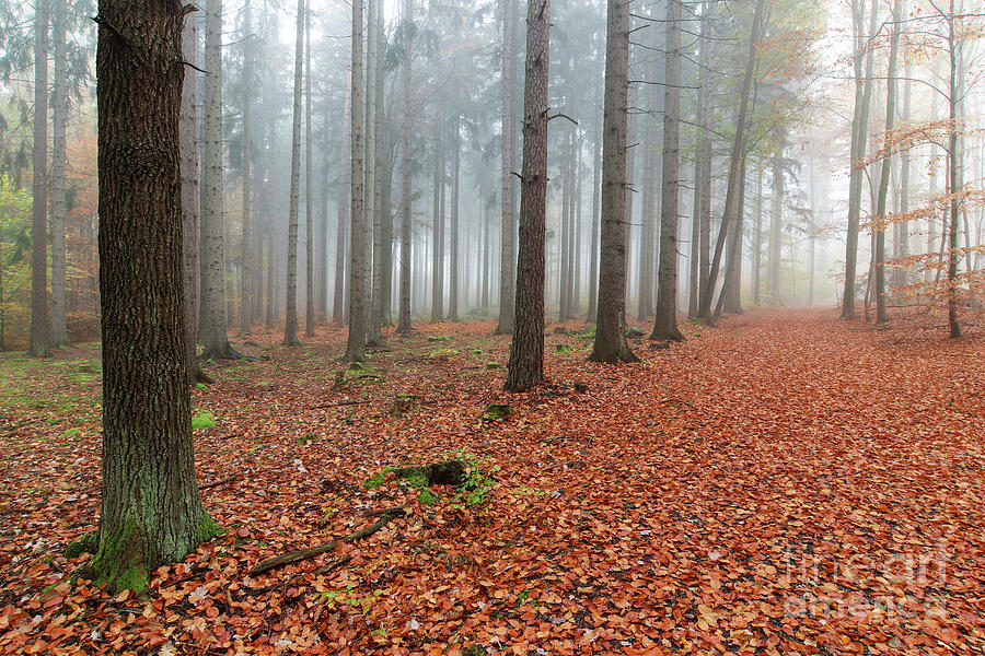 Beech forest in autumn #3 Photograph by Michal Boubin