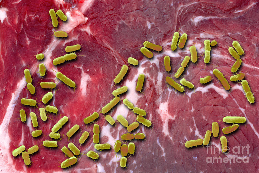 Beef Contaminated With E. Coli #3 Photograph by Scimat