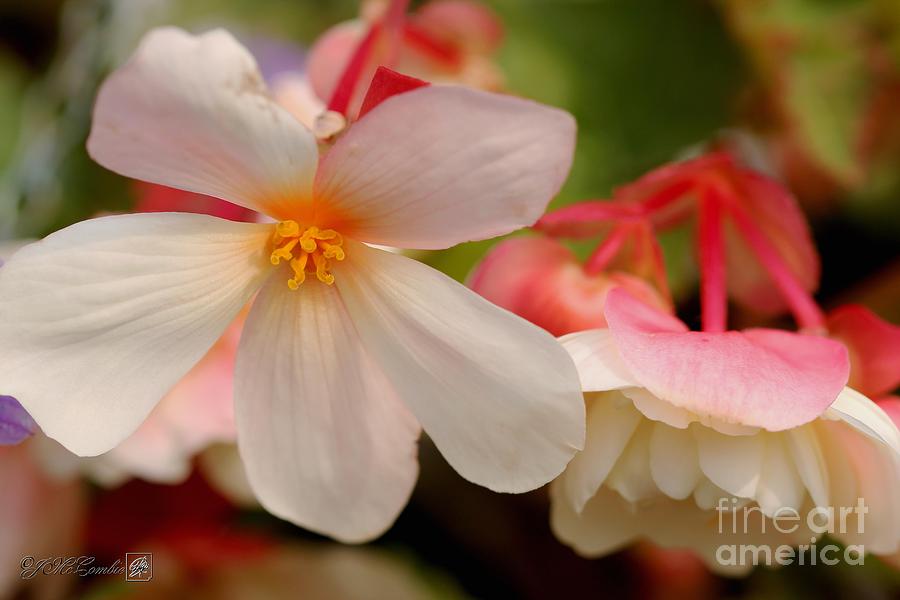 Belgian Begonia named Angelique #2 Photograph by J McCombie