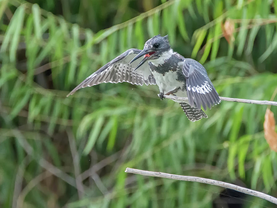 Belted Kingfisher #3 Photograph by Tam Ryan