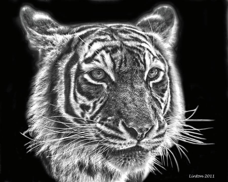 Bengal Tiger Digital Art by Larry Linton | Fine Art America