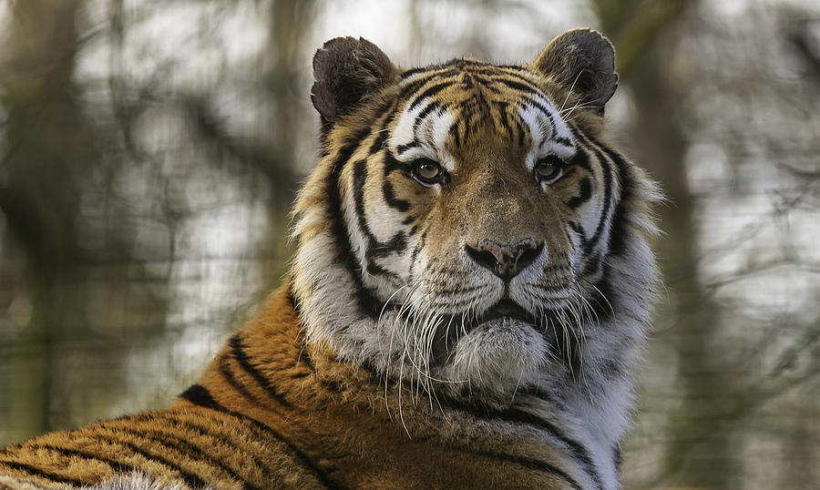 Tiger Photograph - Bengal Tiger #3 by Nigel Jones