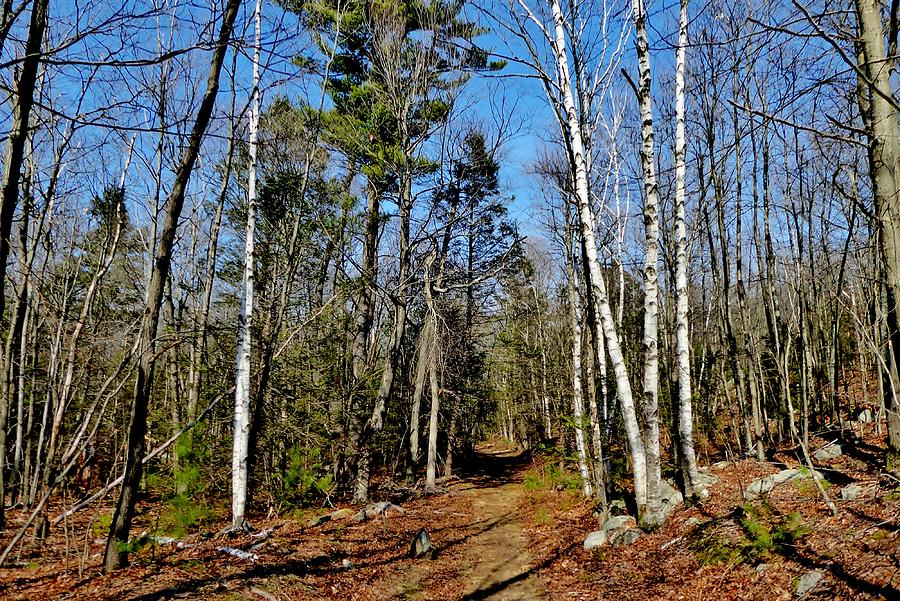 Beverly Commons Conservation Area Photograph by Scott Hufford | Fine