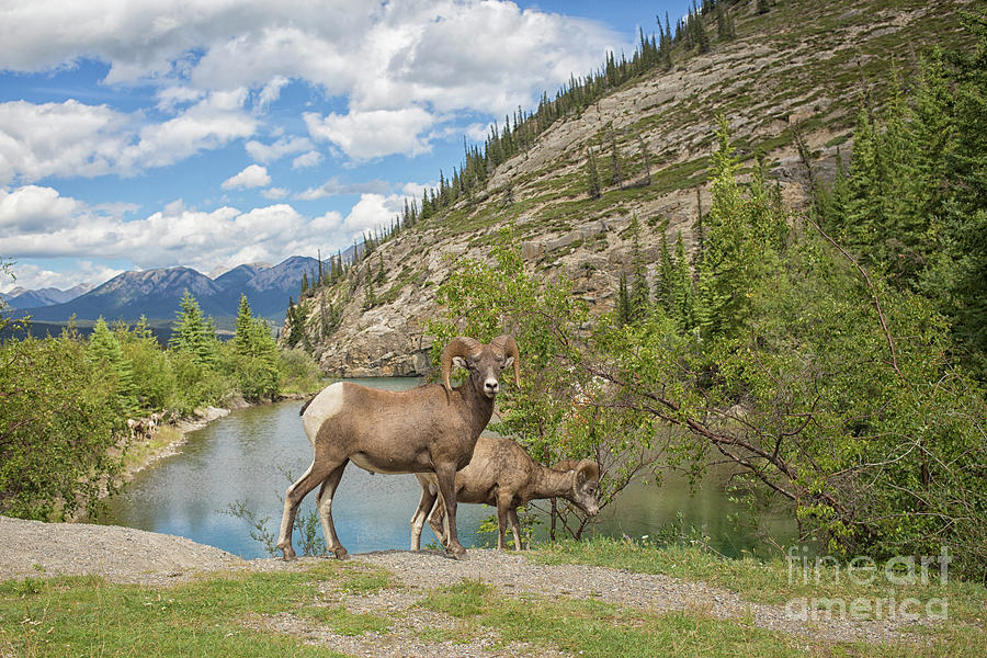 Banff National Park Photograph - Bighorn sheep in the Rocky Mountains by Patricia Hofmeester