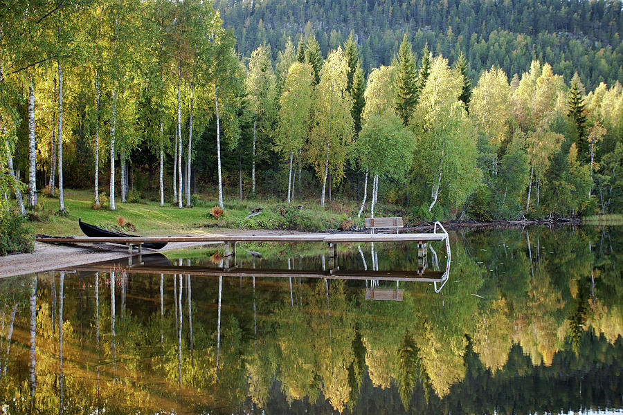 Birches and Reflection #4 Photograph by Aivar Mikko