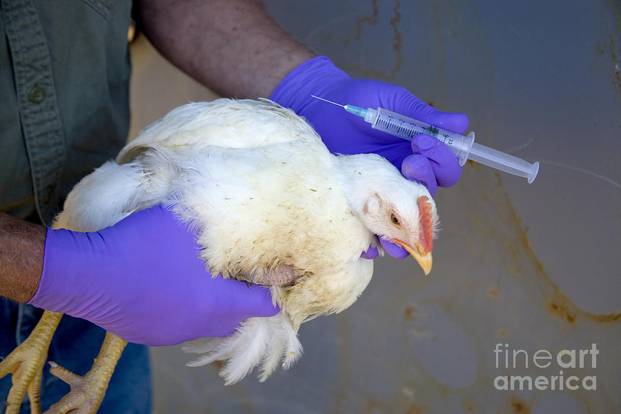 Bird Flu Inspection #3 Photograph by Inga Spence