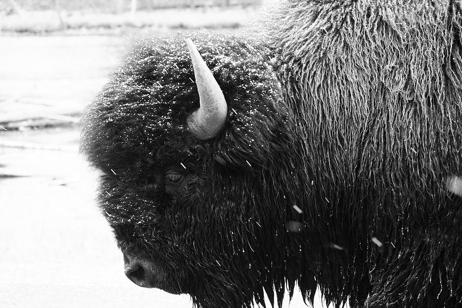 Bison in Yellowstone National Park #3 Photograph by Pierre Leclerc Photography