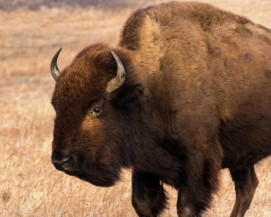 Bison #3 Photograph by Jay Stockhaus