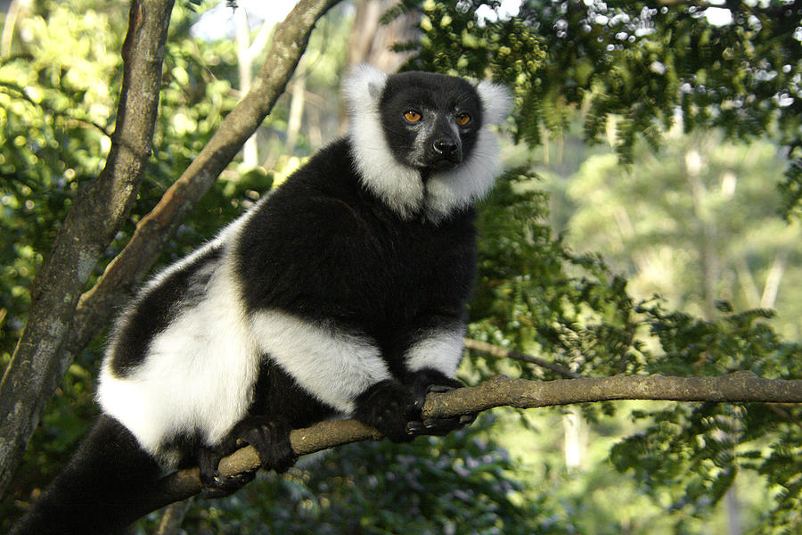 Black and White Ruffed Lemur #3 Photograph by Michele Burgess