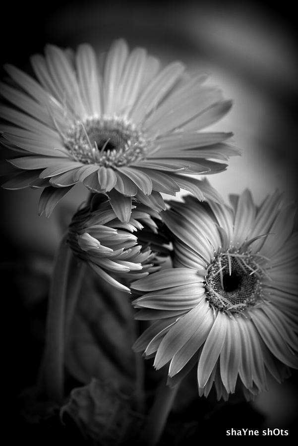 3 Black And White Photograph by Shayne Johnson Fleming - Fine Art America