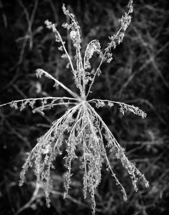 April Photograph - Black and White Vegetation #3 by Steve Konya II
