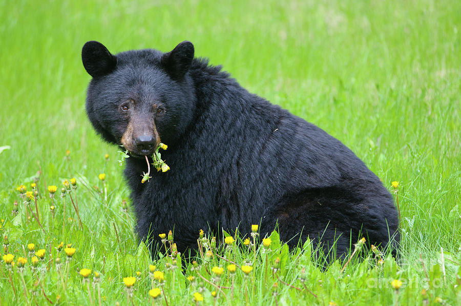 Black Bear Photograph by Ginevre Smith