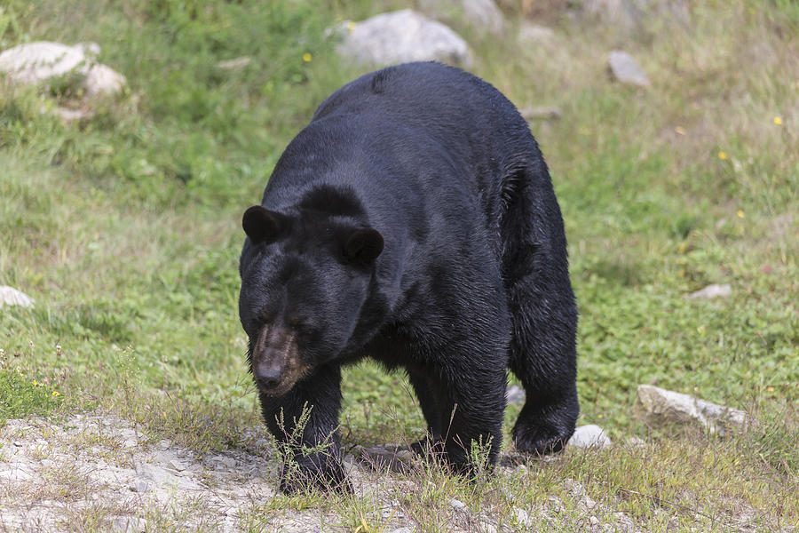 Black Bear #3 Photograph by Josef Pittner