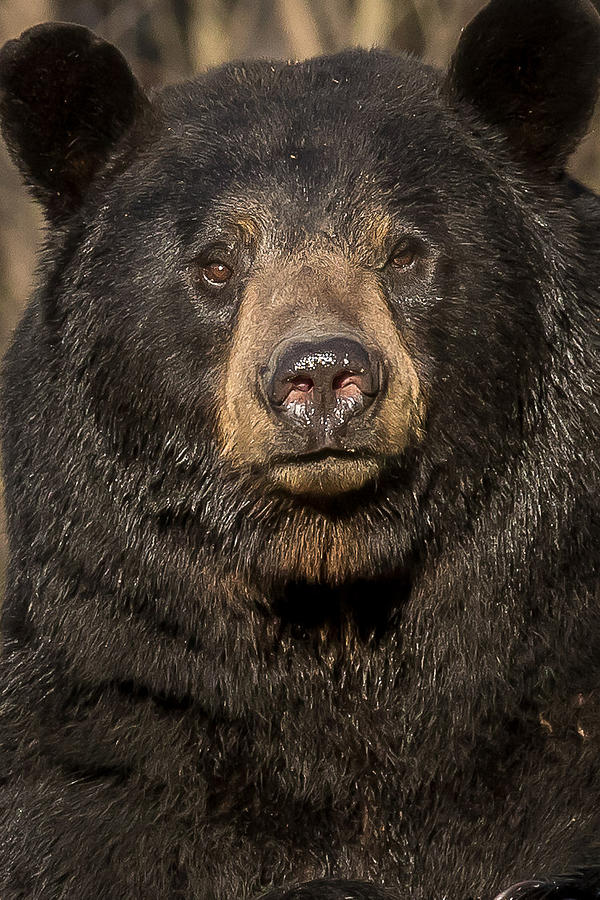 Black Bear #3 Photograph by Mary Jo Cox