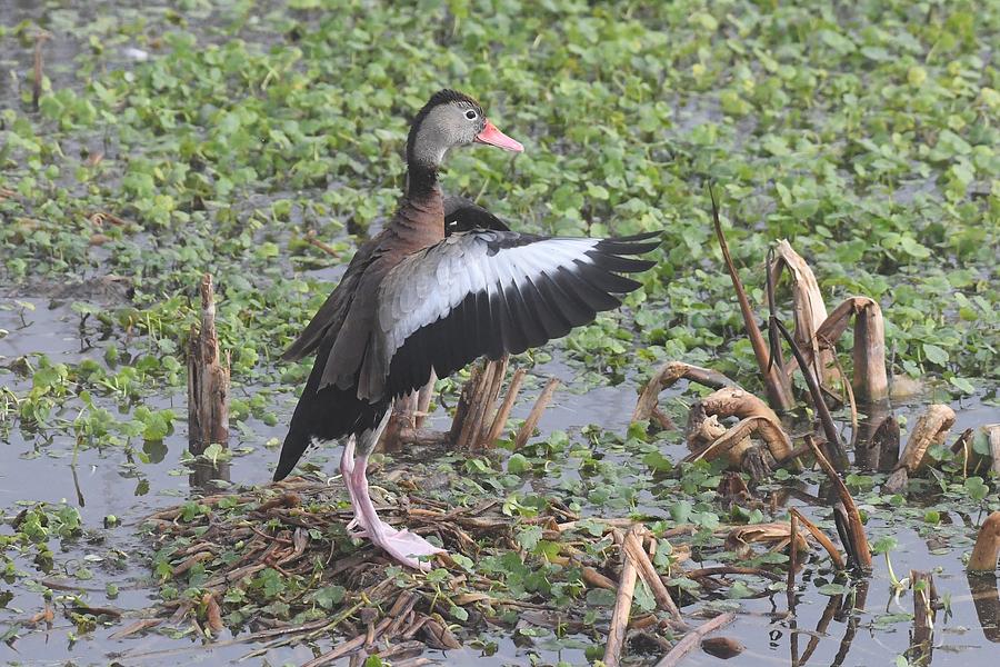 Black-bellied Whistling-Duck #3 Photograph by David Campione