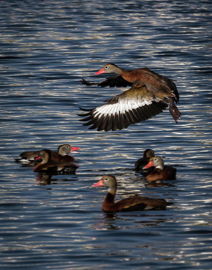 Black-bellied Whistling Duck #3 Photograph by Ronald Lutz
