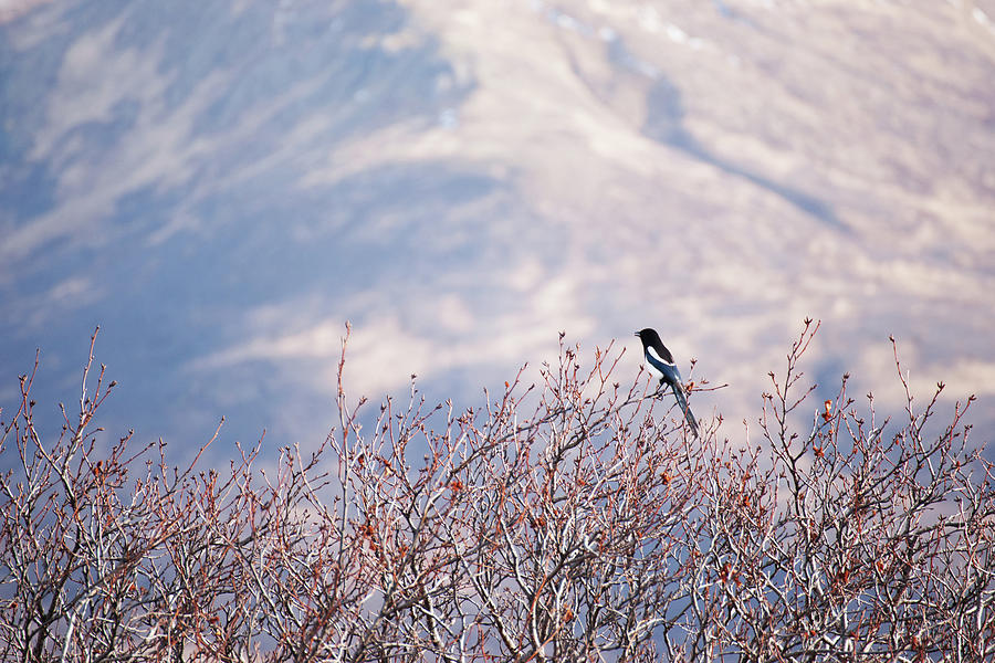 Black Billed Magpie Photograph by Robert Braley