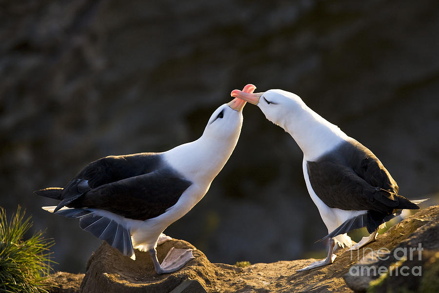 Black-browed Albatross Couple #3 Photograph by Jean-Louis Klein & Marie-Luce Hubert