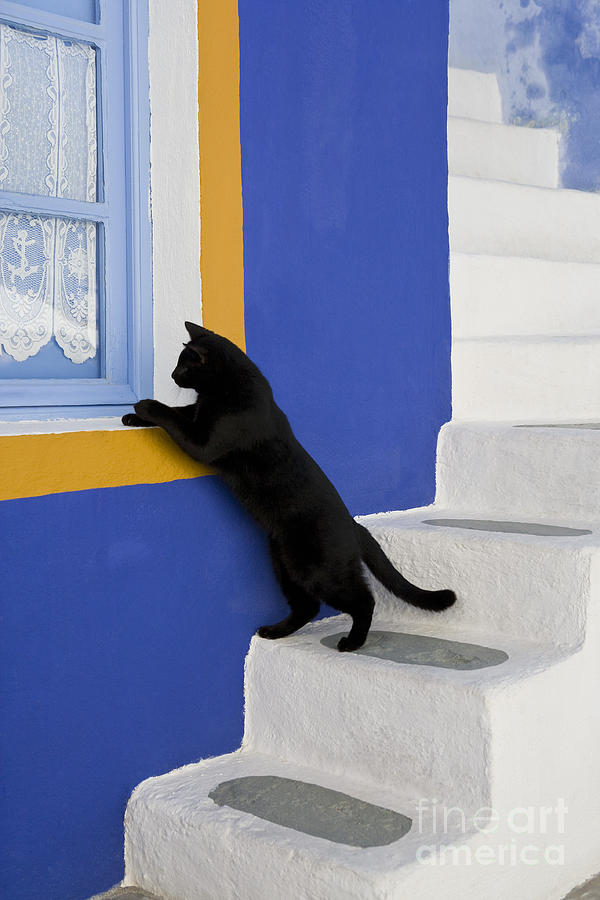 Black Cat On A Greek Island #3 Photograph by Jean-Louis Klein & Marie-Luce Hubert