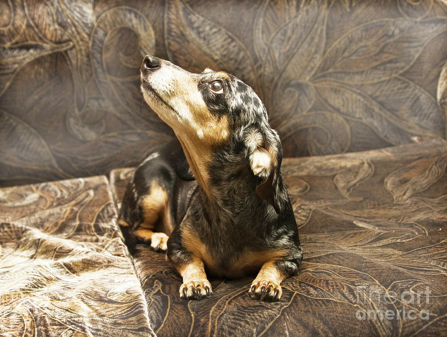 Black dachshund #3 Photograph by Irina Afonskaya