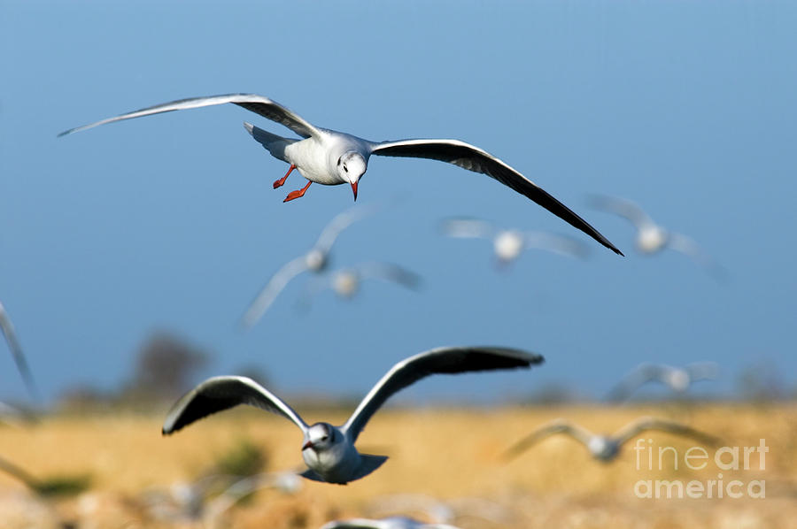 Black-headed Gull Larus ridibundus #3 Photograph by Hagai Nativ