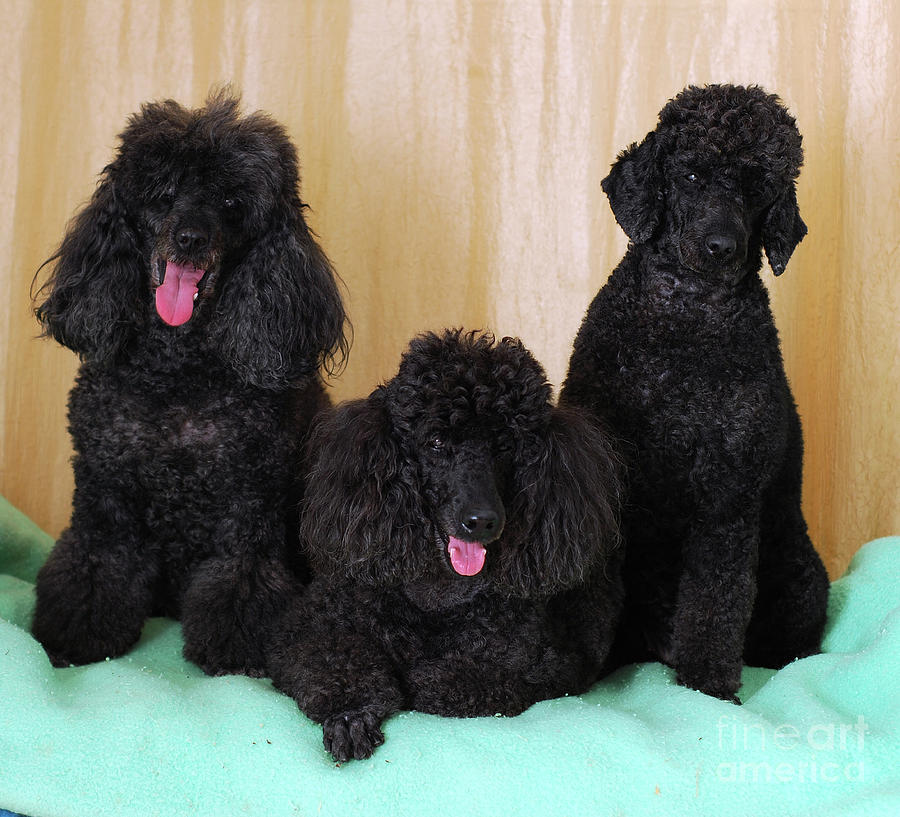 3 Black Miniature Poodles Photograph by Amir Paz
