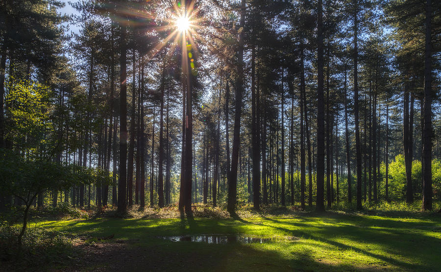 England Photograph - Black Park by Peter Lipa England Photograph - Black Park by Peter Lipa