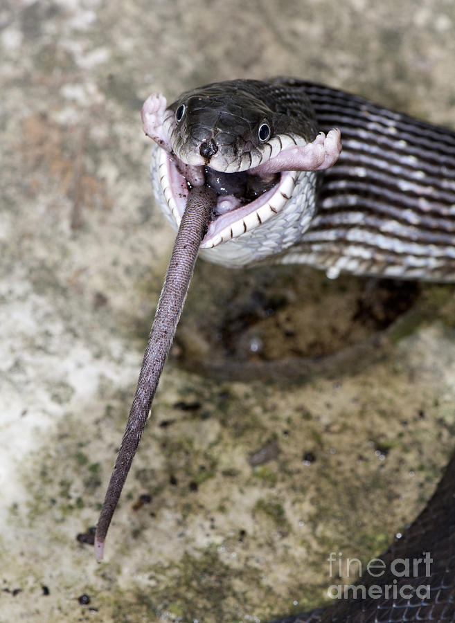 Mouse Photograph - Black Rat Snake Feeding #3 by Scott Camazine