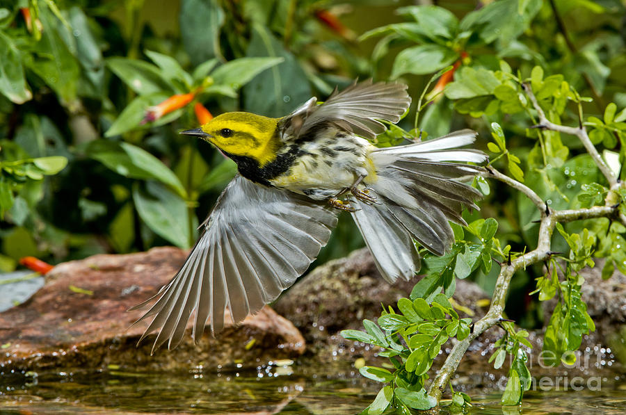 Warbler Photograph - Black-throated Green Warbler #3 by Anthony Mercieca