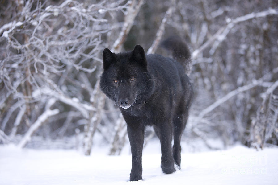 Wildlife Photograph - Black Wolf in Snow #3 by John Hyde - Printscapes