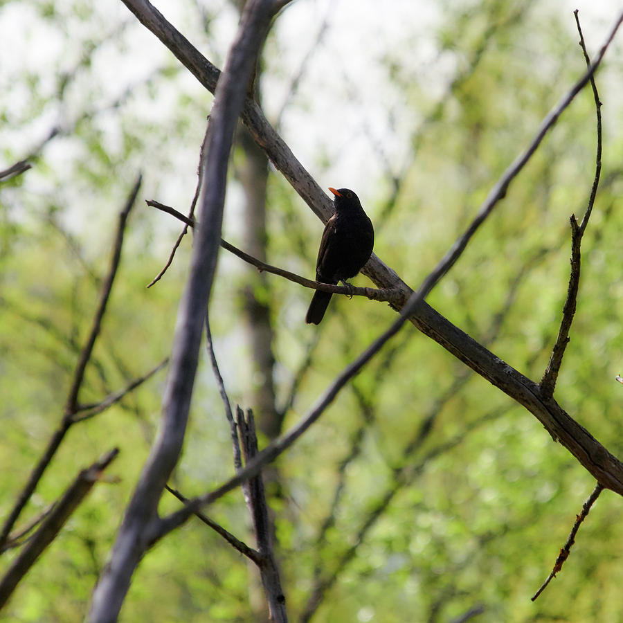 Blackbird #3 Photograph by Jouko Lehto