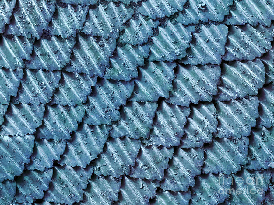 Blacktip Reef Shark Skin, Sem #3 Photograph by Ted Kinsman