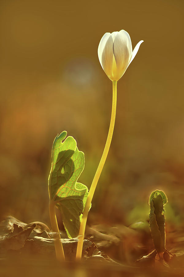 Bloodroot #3 Photograph by Robert Charity