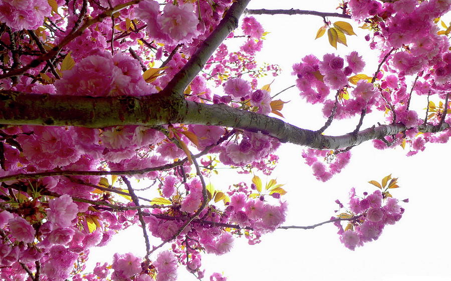 Spring Digital Art - Blossom #3 by Maye Loeser