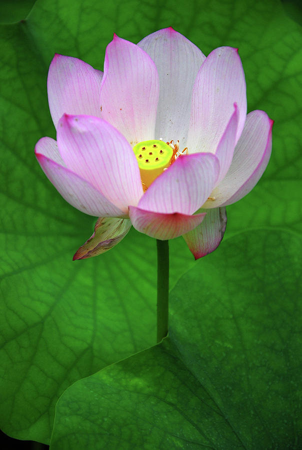 Blossoming lotus flower closeup #3 Photograph by Carl Ning