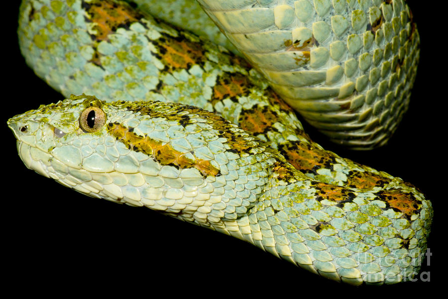 Blotched Palm Pitviper #3 Photograph by Dant Fenolio