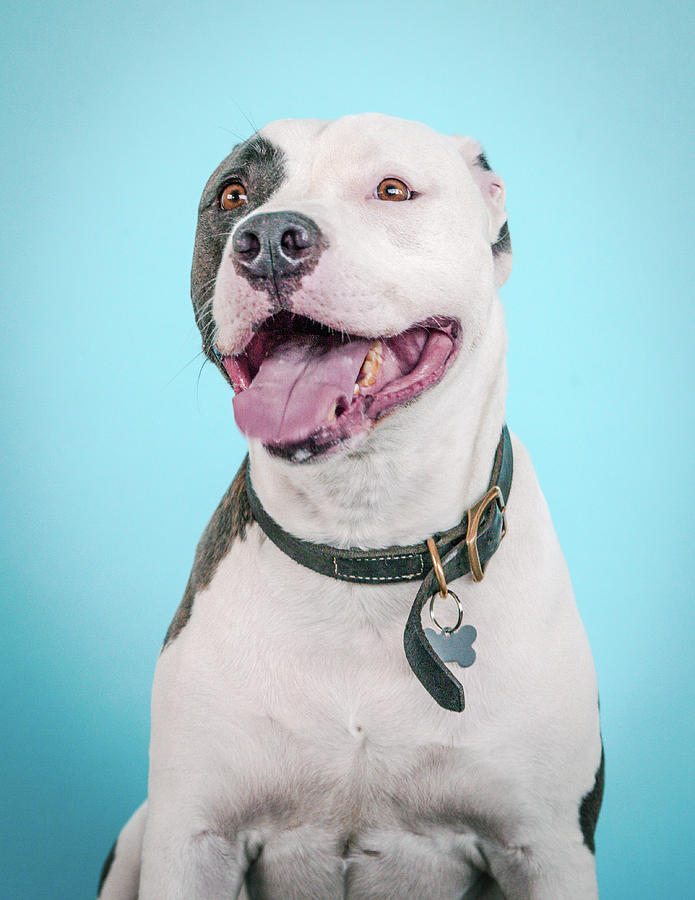 Blu Photograph by Pit Bull Headshots by Headshots Melrose - Fine Art ...