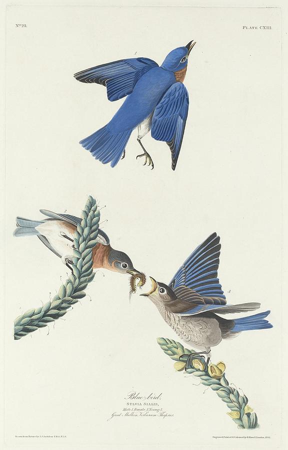 Blue-Bird #3 Drawing by Dreyer Wildlife Print Collections 