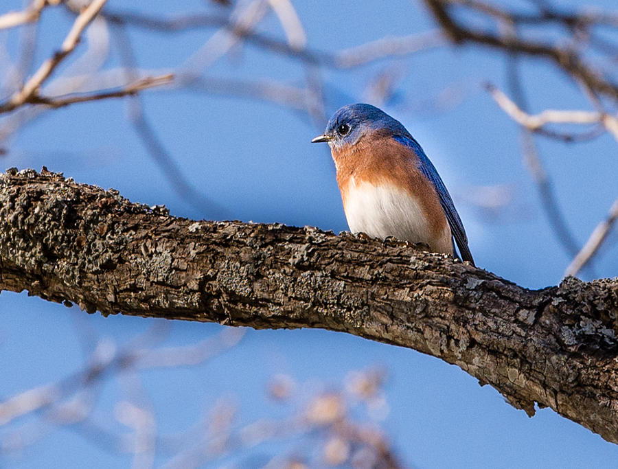 Blue bird Photograph by John Johnson