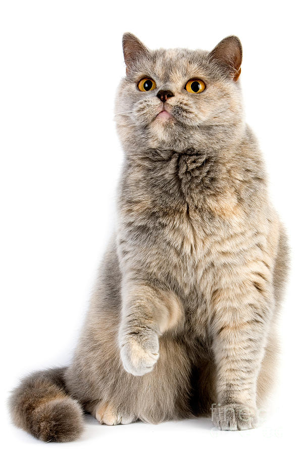 Animal Photograph - Blue Cream British Shorthair Cat #3 by Gerard Lacz