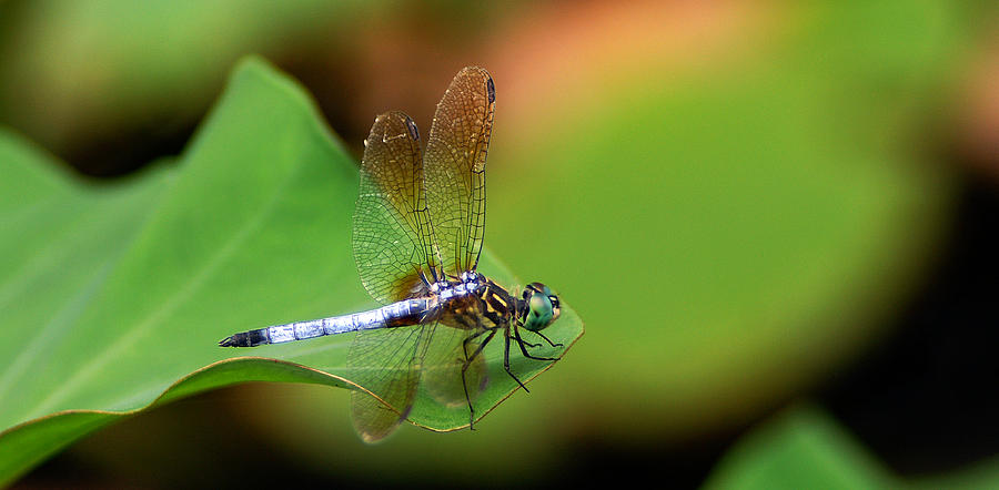 Insects Photograph - Blue Dasher #4 by Bill Morgenstern
