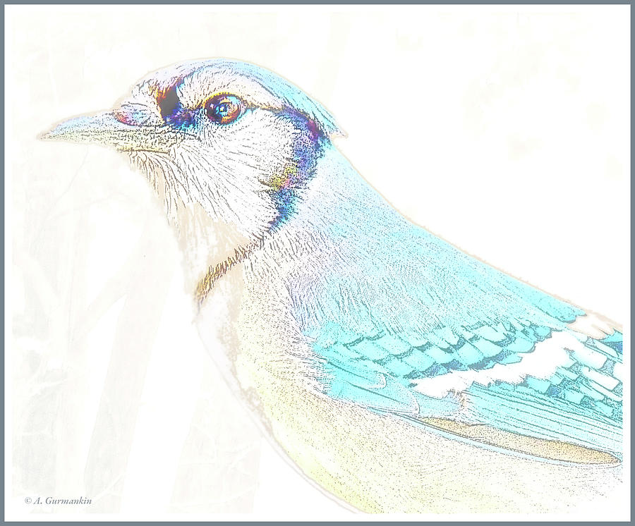 Blue Jay #3 Digital Art by A Macarthur Gurmankin