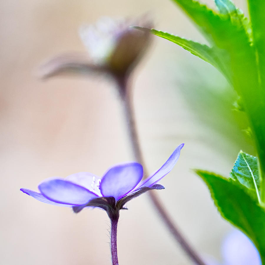 Blue spring wild flower #3 Photograph by Dirk Ercken