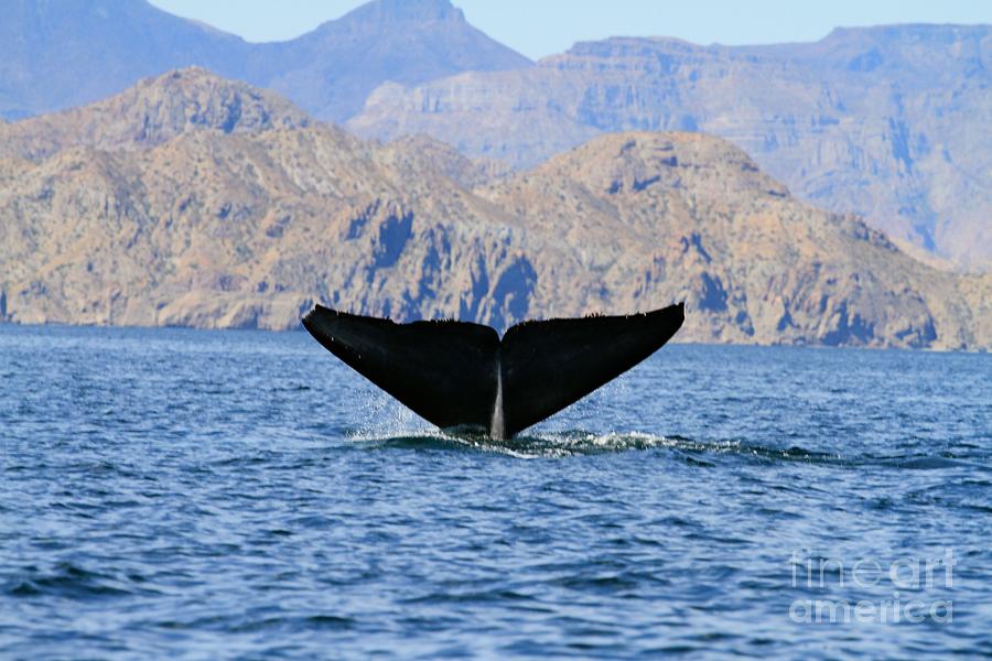 Blue Whale tail Photograph by Karen Vaillancourt - Fine Art America