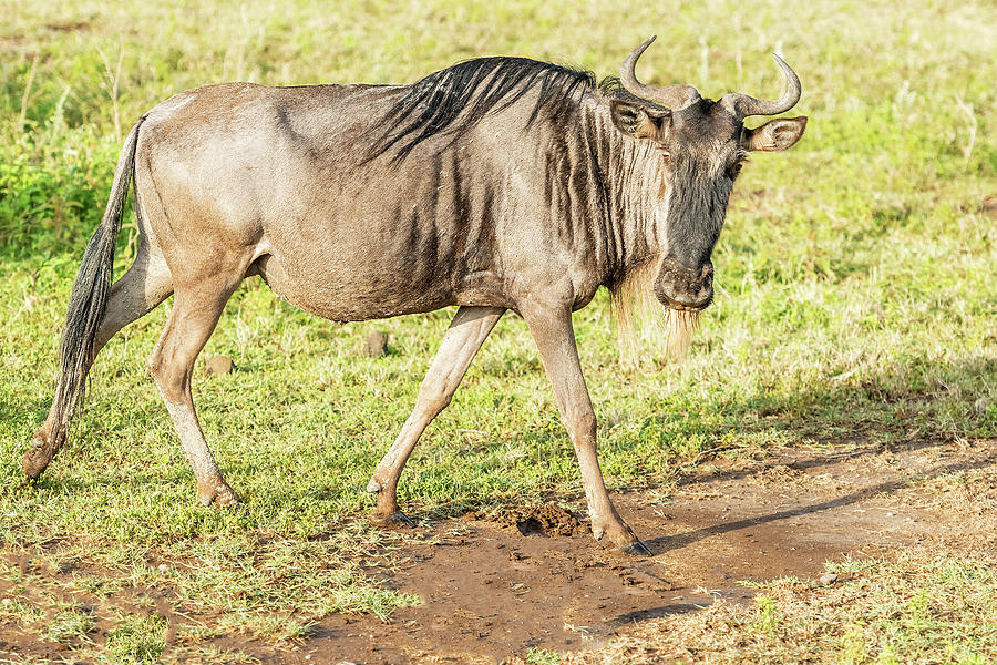 Blue Wildebeest in Tanzania #3 Photograph by Marek Poplawski - Pixels