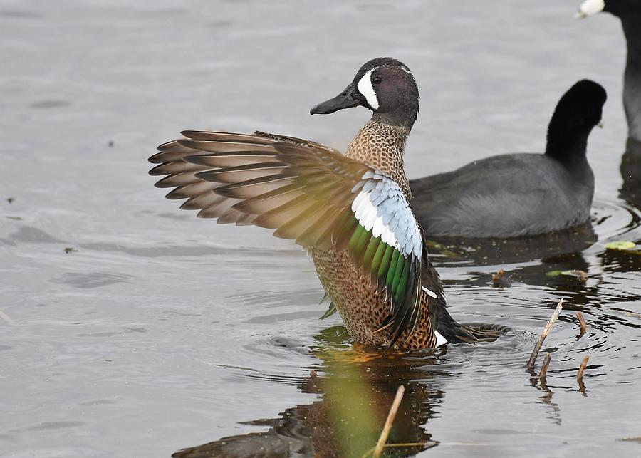 Blue-winged Teal #3 Photograph by David Campione