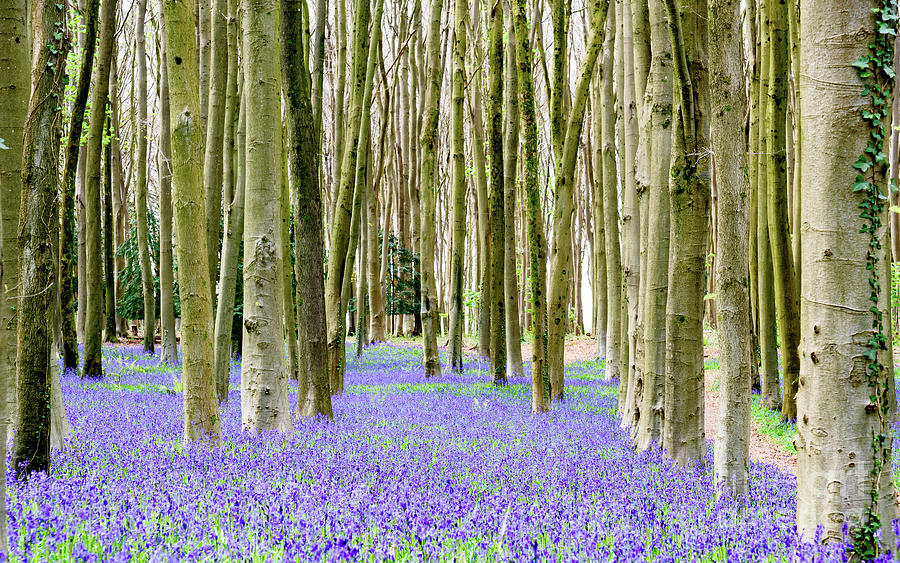 Bluebells #3 Photograph by Colin Rayner