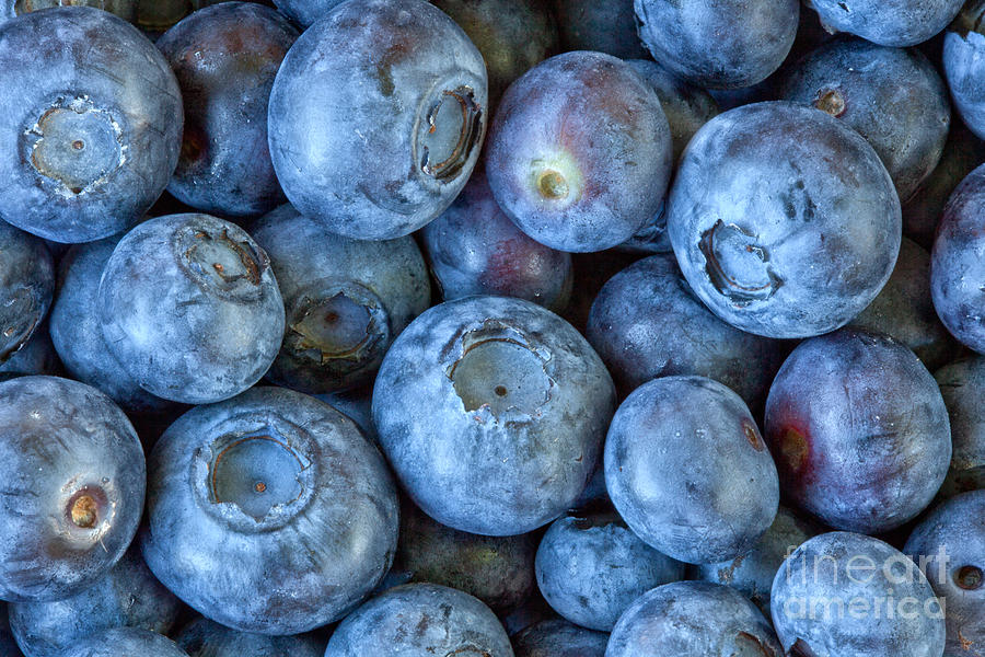 Blueberries #3 Photograph by Inga Spence