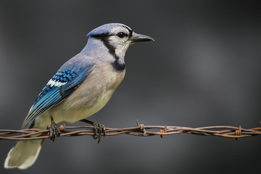 Bird Photograph - Bluejay #3 by Larry Pacey