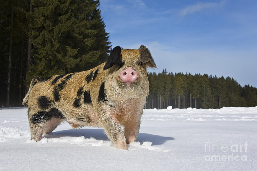 Pig Photograph - Boar In The Snow #3 by Jean-Louis Klein & Marie-Luce Hubert